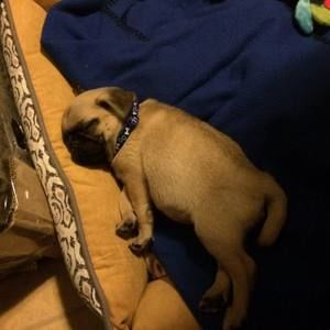 Meet your Posher, Antonio